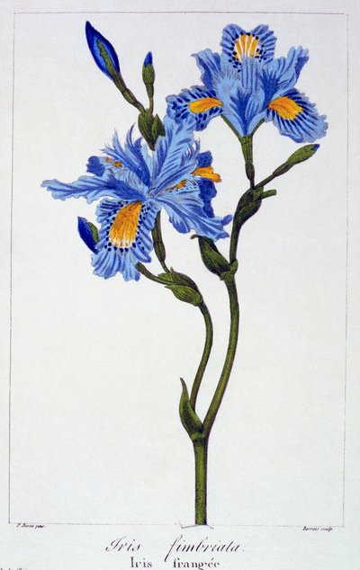 Iris fringido, 1836 de Pancrace Bessa